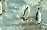 penguins.gif (454649 bytes)